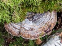 Perlmuttfarbener Baumpilz mit hellbraunem Rand